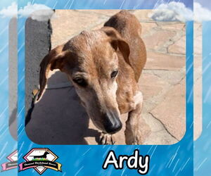 Dachshund Dogs for adoption in San Antonio, TX, USA
