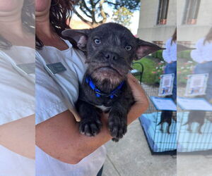 Mutt Dogs for adoption in Royse City, TX, USA