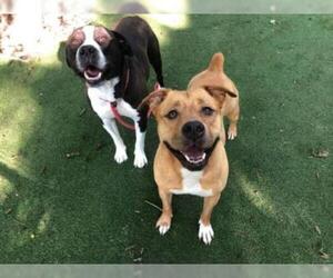 Boxador Dogs for adoption in Kansas City, MO, USA