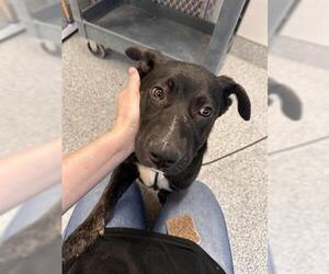 Labrador Retriever-Unknown Mix Dogs for adoption in Houston, TX, USA