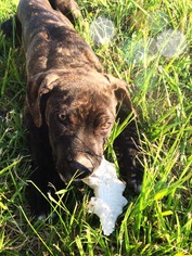 Plott Hound Dogs for adoption in Columbia, MD, USA