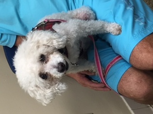 Poodle (Miniature) Dogs for adoption in Fort Lauderdale, FL, USA