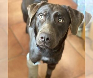 Labrador Retriever Dogs for adoption in San Diego, CA, USA