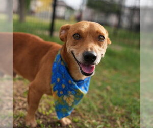 Chihuahua-Unknown Mix Dogs for adoption in San Antonio, TX, USA