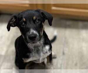 Mutt Dogs for adoption in Ames, IA, USA
