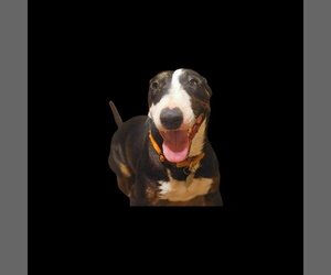Bull Terrier Dogs for adoption in Vail, AZ, USA