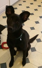 Labrador Retriever-Whippet Mix Dogs for adoption in Livonia, MI, USA