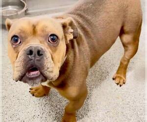 Bulldog-Unknown Mix Dogs for adoption in Houston, TX, USA