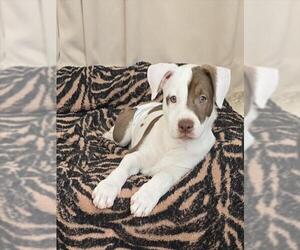 American Pit Bull Terrier-Unknown Mix Dogs for adoption in Las Vegas, NV, USA