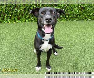 Labrador Retriever Dogs for adoption in West Palm Beach, FL, USA