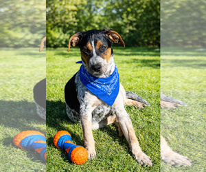 Mutt Dogs for adoption in Euless, TX, USA