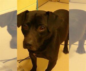 Chihuahua-Unknown Mix Dogs for adoption in Sanford, FL, USA