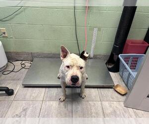 American Pit Bull Terrier-Unknown Mix Dogs for adoption in Grand Prairie, TX, USA