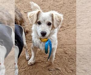 Chihuahua-Spaniel Mix Dogs for adoption in El Cajon, CA, USA