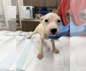 Labrador Retriever Dogs for adoption in Baytown, TX, USA