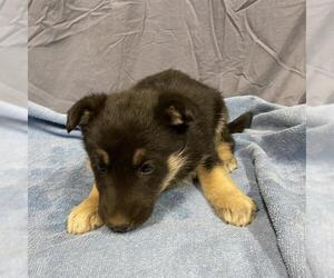 German Shepherd Dog-Unknown Mix Dogs for adoption in Modesto, CA, USA
