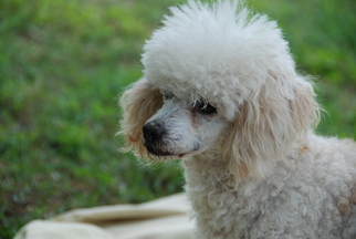 Medium Photo #1 Poodle (Miniature) Puppy For Sale in Pacolet, SC, USA