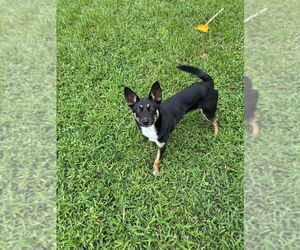 German Shepherd Dog-Unknown Mix Dogs for adoption in Brewster, NY, USA