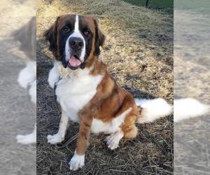 Saint Bernard Dogs for adoption in Valparaiso, IN, USA