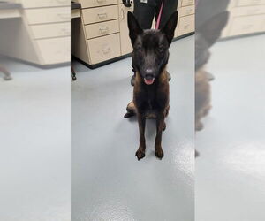 Mutt Dogs for adoption in St. Cloud, FL, USA