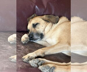 Great Pyrenees-Unknown Mix Dogs for adoption in Plainfield, IL, USA