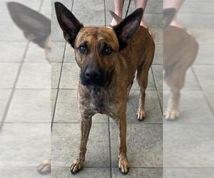 Catahoula Leopard Dog-Unknown Mix Dogs for adoption in San Antonio, TX, USA