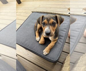 Mutt Dogs for adoption in Springdale, PA, USA