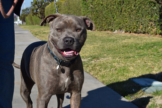 American Pit Bull Terrier-Unknown Mix Dogs for adoption in Midway City, CA, USA