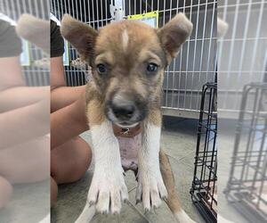Huskies -Unknown Mix Dogs for adoption in San Antonio, TX, USA
