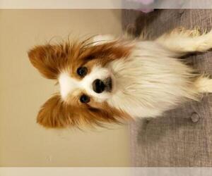 Papillon Dogs for adoption in Boise, ID, USA