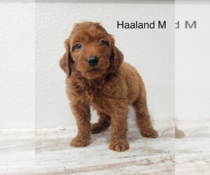 Goldendoodle (Miniature) Dogs for adoption in Studio City, CA, USA