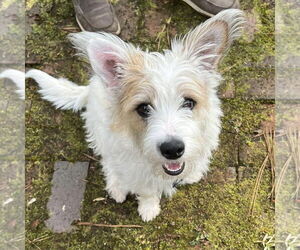 Mutt Dogs for adoption in Spring Lake, NC, USA