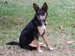 Collie-Unknown Mix Dogs for adoption in Stafford, TX, USA