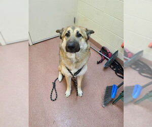 German Shepherd Dog-Unknown Mix Dogs for adoption in Ogden, UT, USA
