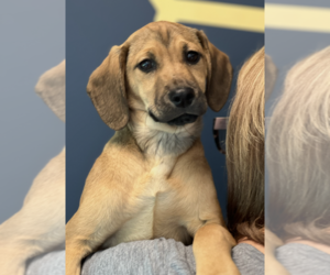 Labrador Retriever-Unknown Mix Dogs for adoption in Dana Point, CA, USA