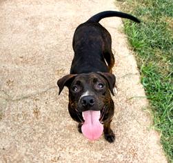 Labrador Retriever-Unknown Mix Dogs for adoption in Millington, TN, USA