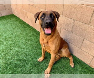 Mastiff-Unknown Mix Dogs for adoption in Moreno Valley, CA, USA