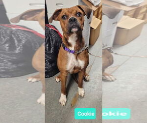 Boxer Dogs for adoption in Richmond, IN, USA