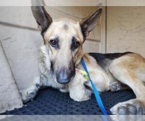 German Shepherd Dog Dogs for adoption in pomona, CA, USA