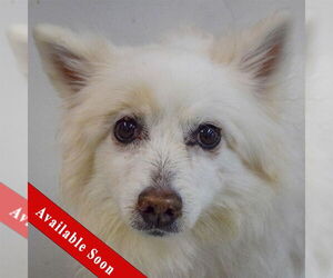 American Eskimo Dog Dogs for adoption in Huntley, IL, USA