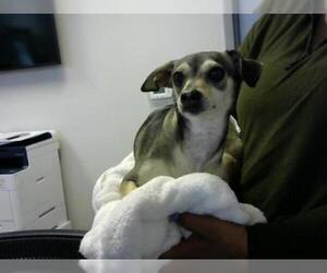 Dachshund Dogs for adoption in Pasadena, TX, USA