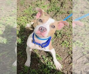 American Staffordshire Terrier Dogs for adoption in Fort Lauderdale, FL, USA