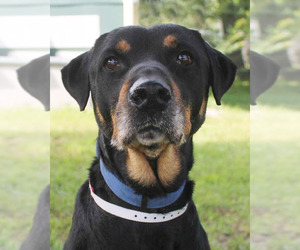 Rotterman Dogs for adoption in San Antonio, TX, USA