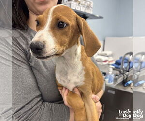 Mutt Dogs for adoption in Washington, DC, USA