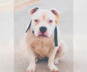 American Staffordshire Terrier Dogs for adoption in San Antonio, TX, USA