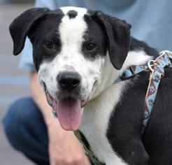 Borador Dogs for adoption in Munford, TN, USA