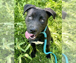 Siberian Husky-Unknown Mix Dogs for adoption in Sacramento, CA, USA
