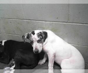 American Pit Bull Terrier Dogs for adoption in Tulsa, OK, USA