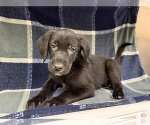 Labrador Retriever Dogs for adoption in HESPERIA, CA, USA