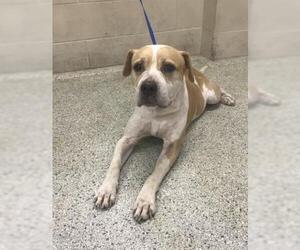 Mutt Dogs for adoption in Conroe, TX, USA